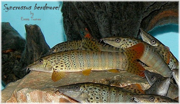Tiger loach discount